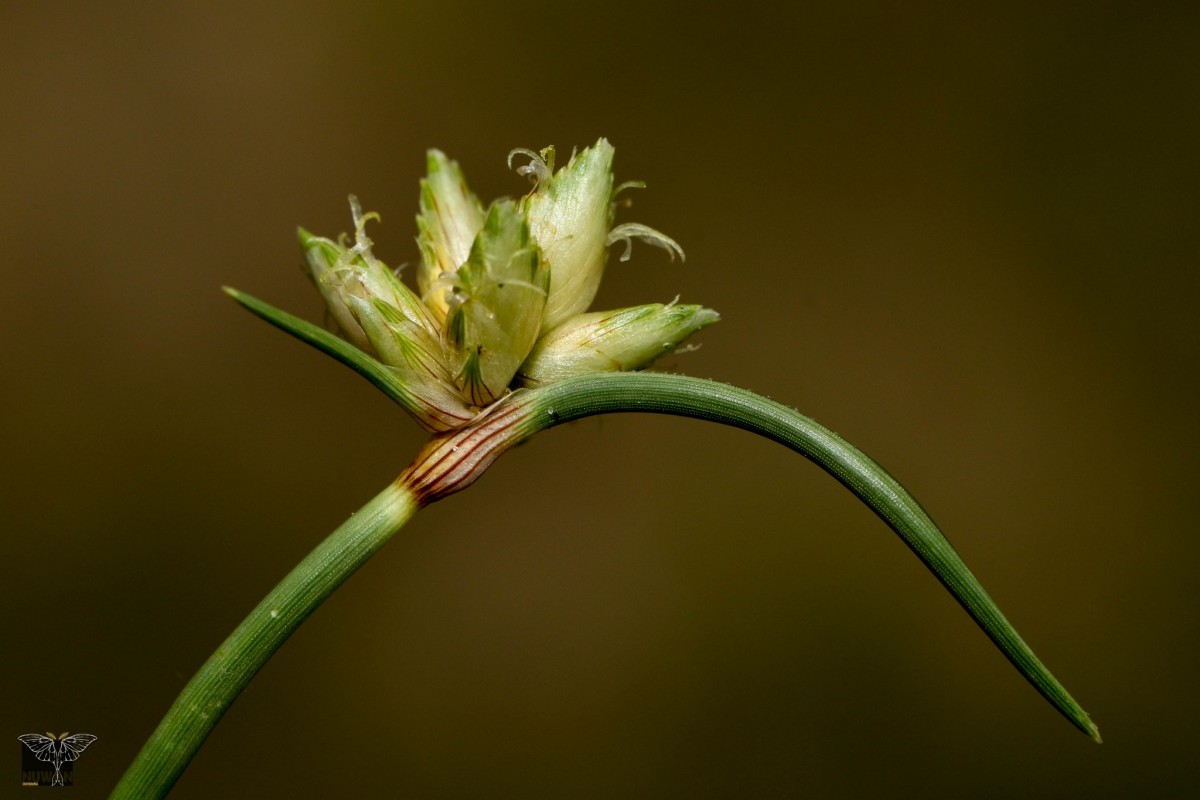 Cyperus arenarius Retz.